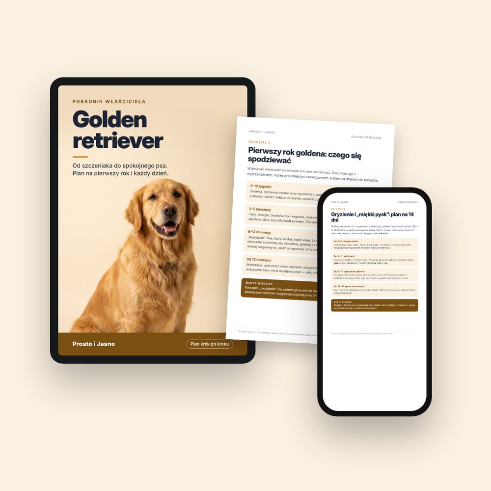 Golden retriever — okładka i strony poradnika